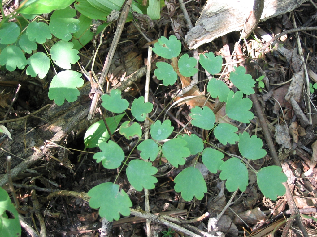 Form