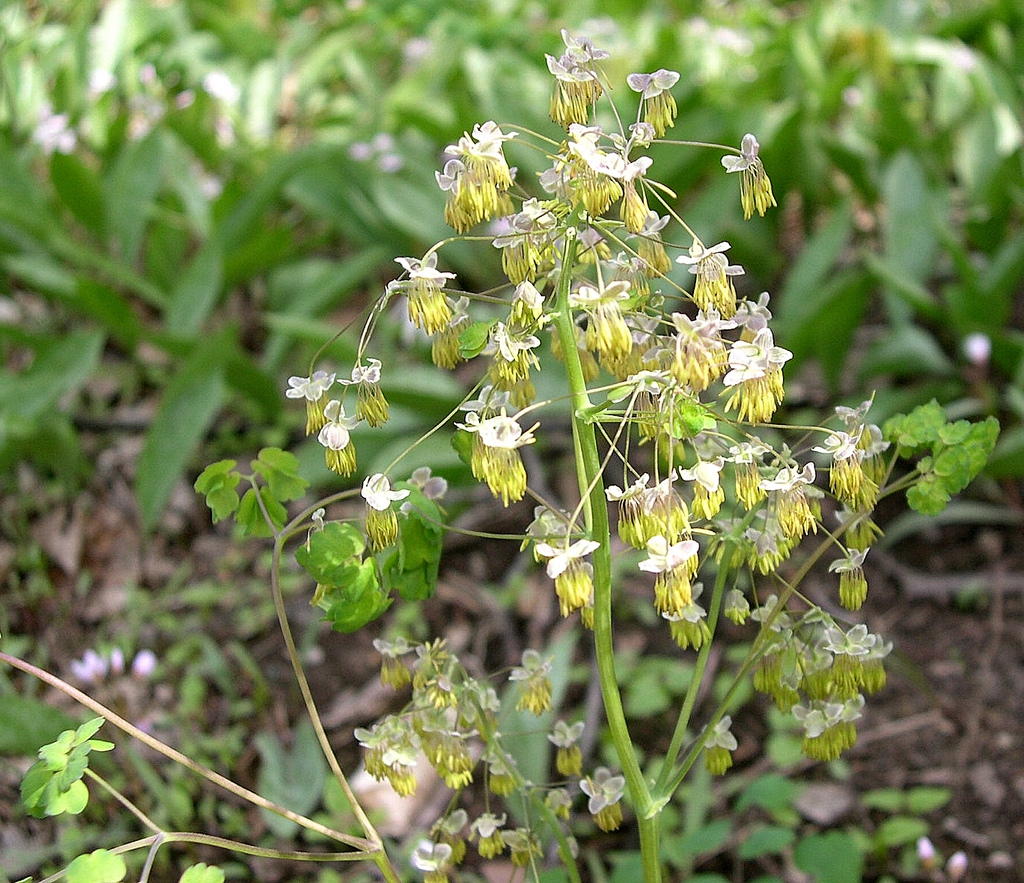 Thalictrum dioicum