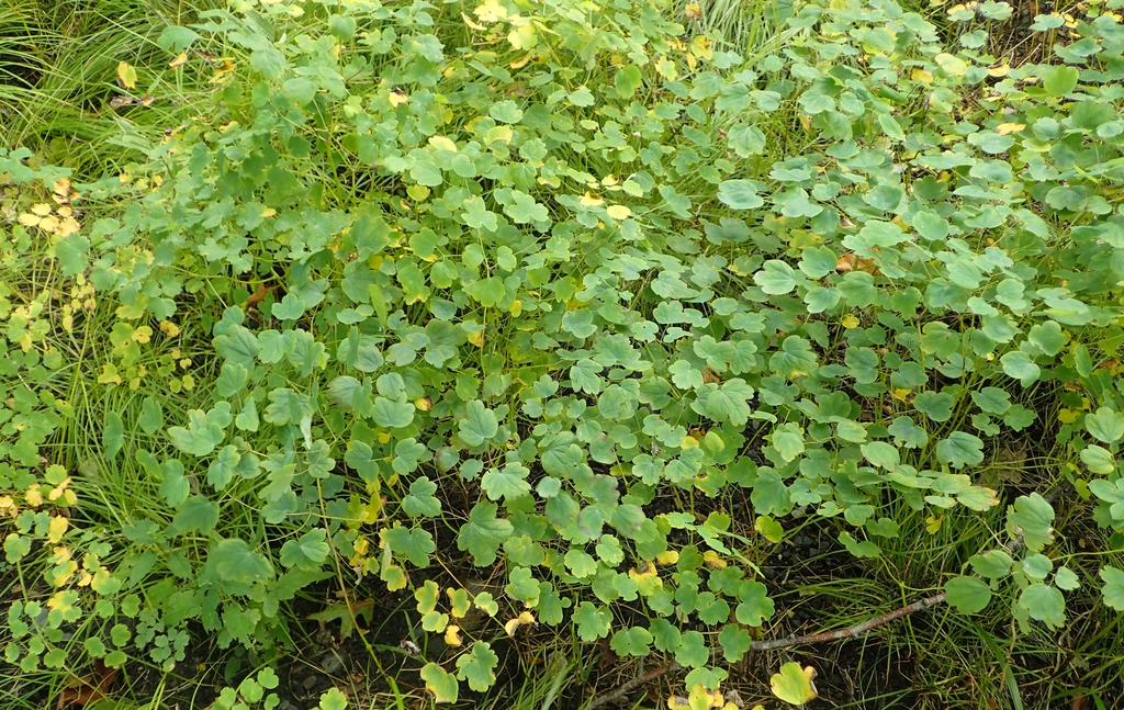 Form