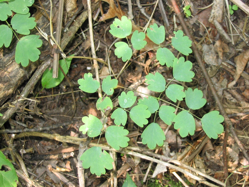 Leaves