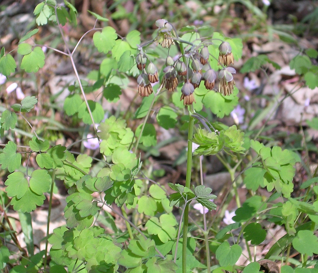 Thalictrum dioicum