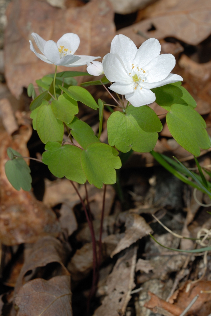 flower and leaves