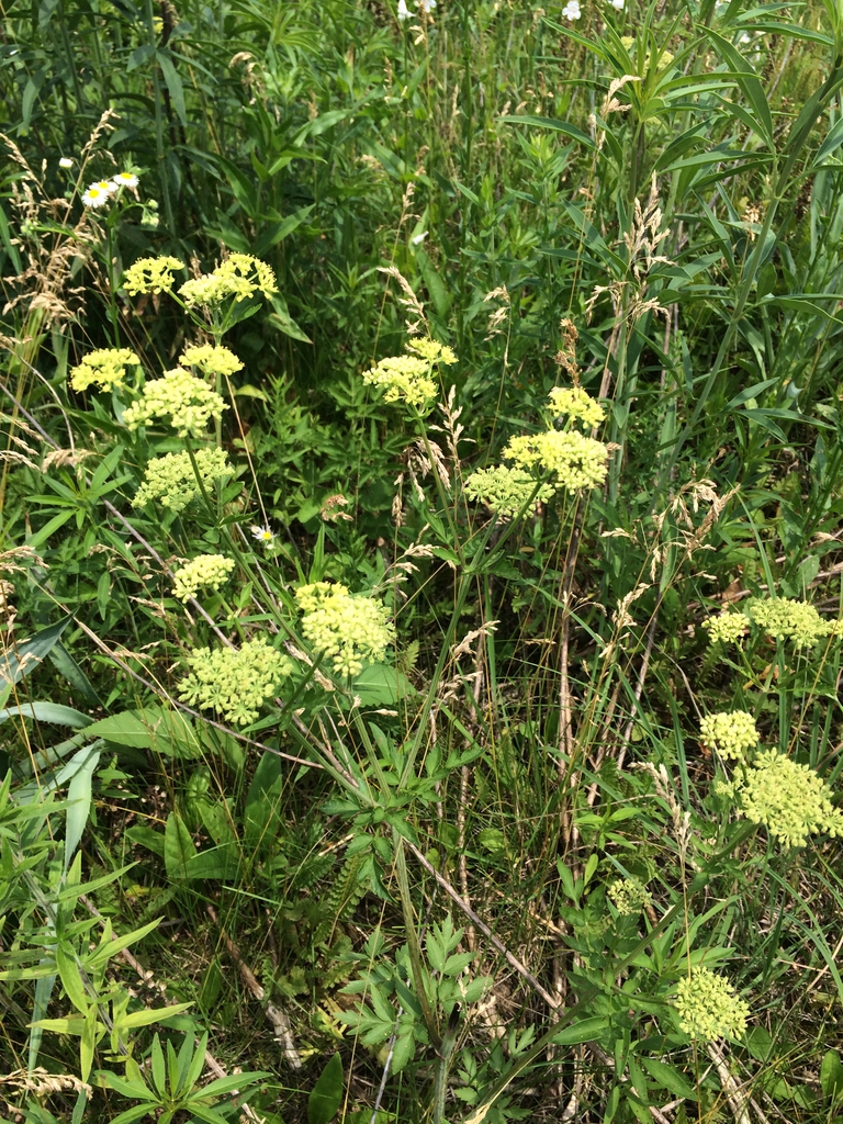 Form