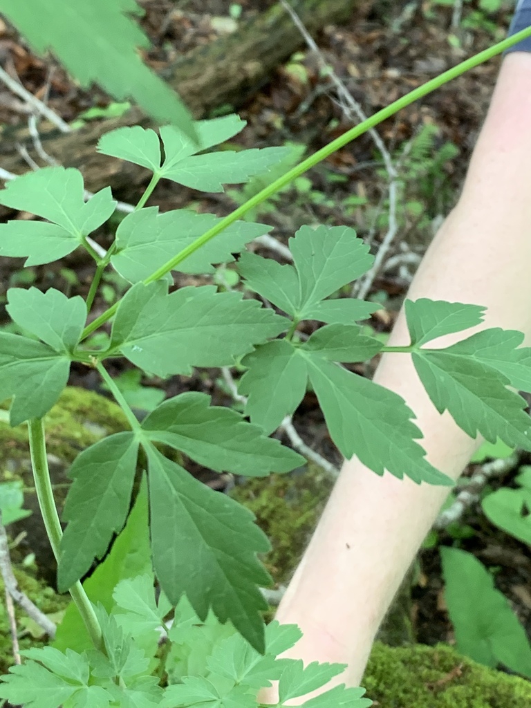 Leaves