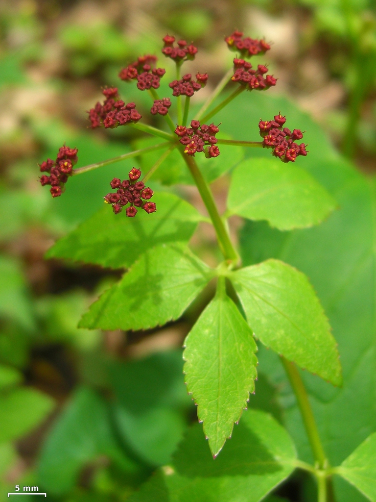Thaspium trifoliatum