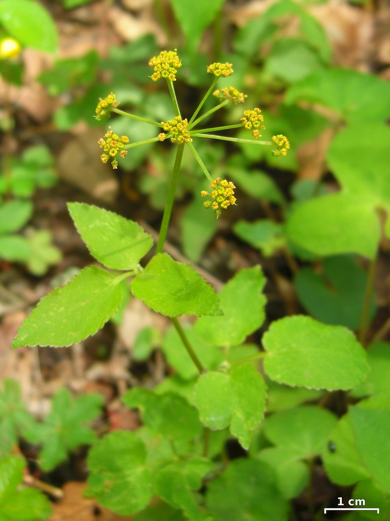 Thaspium trifoliatum