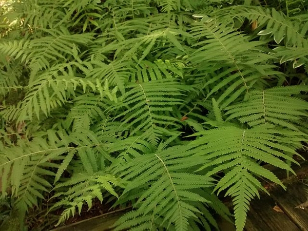 Thelypteris kunthii
