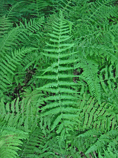 A dense stand of pinnate, green fronds and lobed pinnae