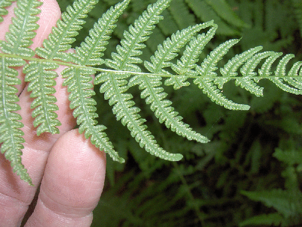 Underside of pinnate frond showing rows of sori.