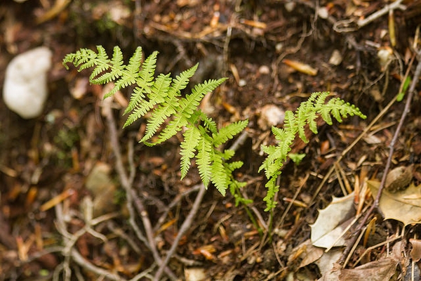 Two fresh green, recently unfurled pinnate fronds.