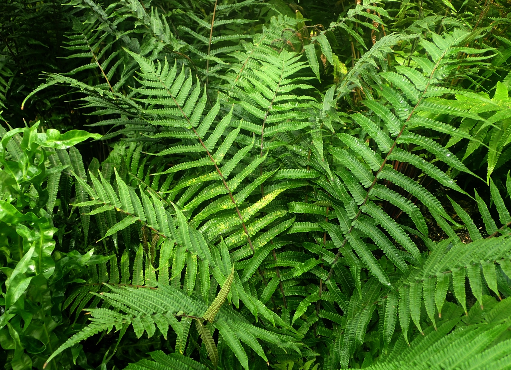 A rosette of pinnate fronds.