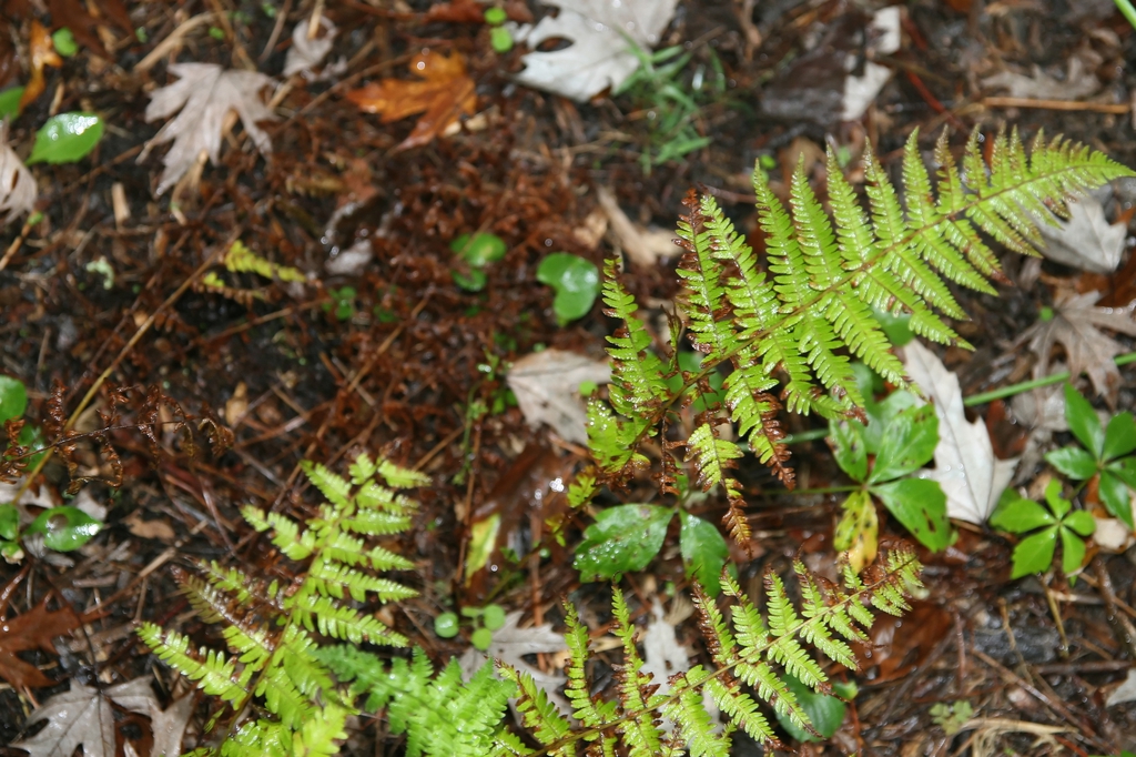 Pinnate fronds partially brown and bedraggled.