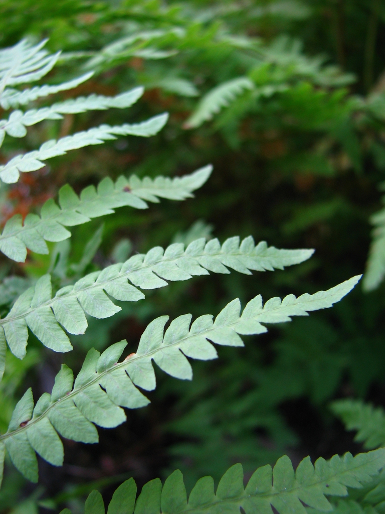 Detail of frond with pinnatisect pinnae.