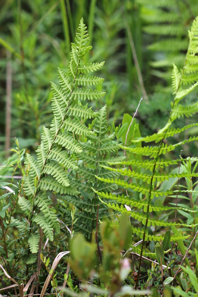 Stand of erect pinnate fern fronds.