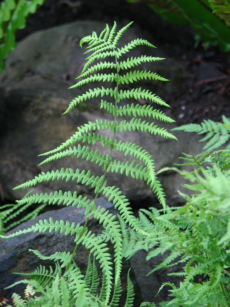 frond with pinnatisect pinnae.