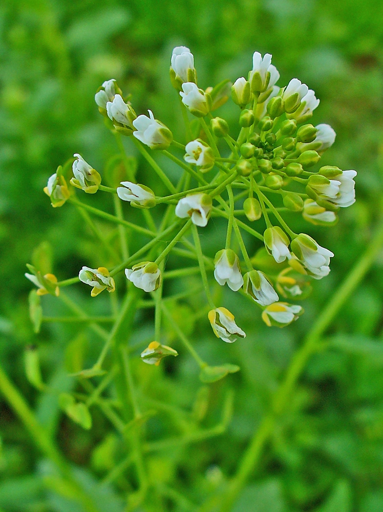 Form
