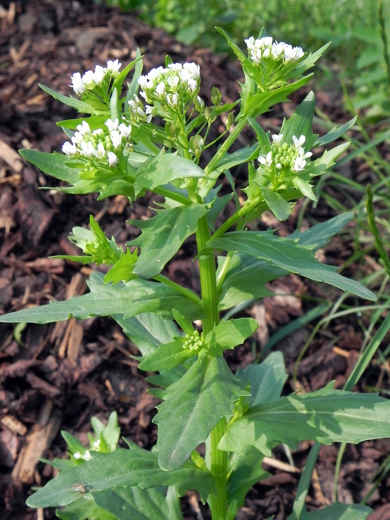 Flower and stem