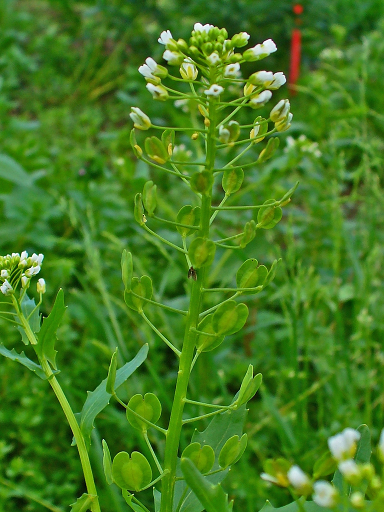 Form