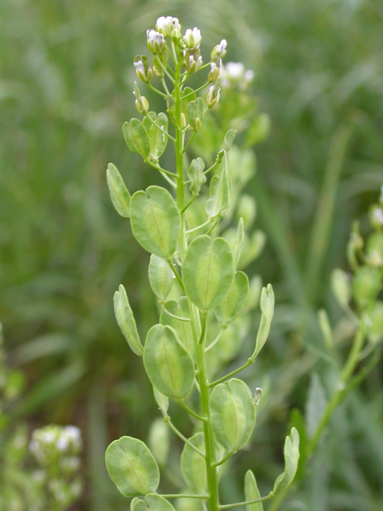 Flowers and seed pods