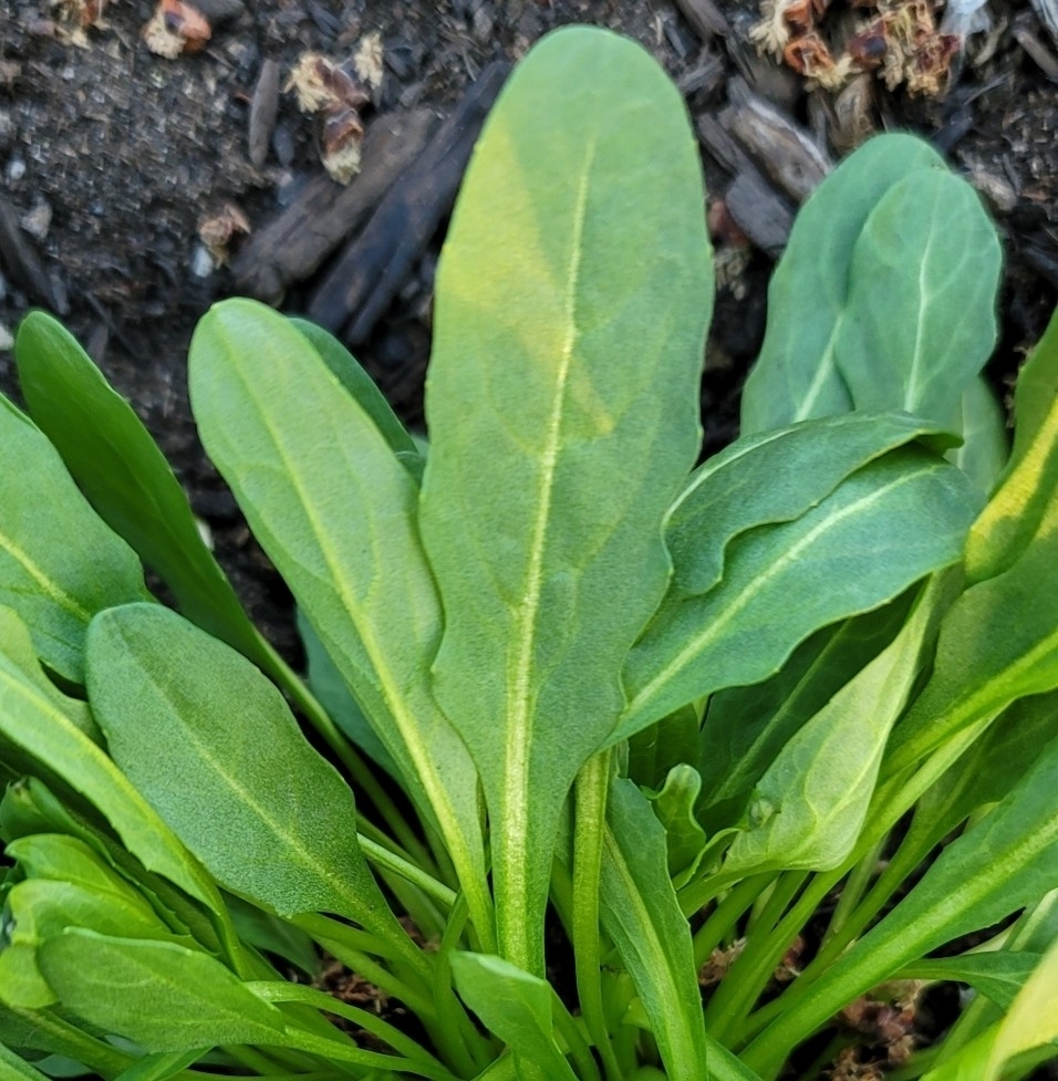 Leaves (Illinois in April)