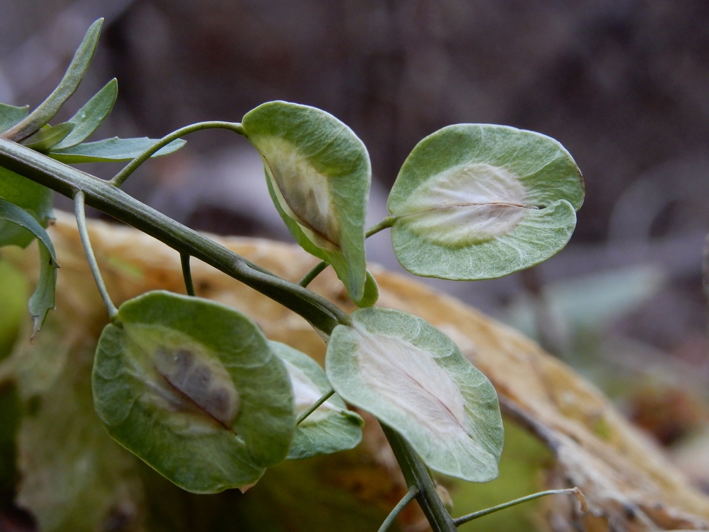 Seed pod (Toronto, Canada in Dec.)
