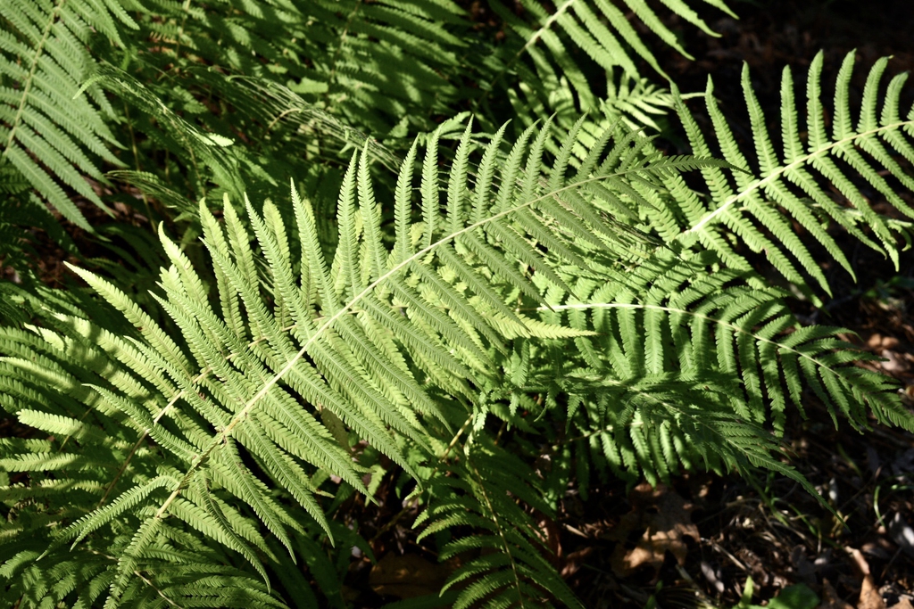 Leaves - Fall- Wake Co., NC