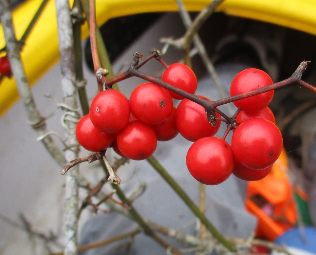 The only red fruited Smilax in North Carolina - close up. Winter
