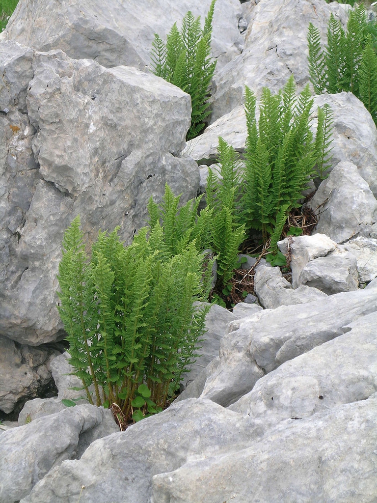 Tufts of ferns growing among rocks
