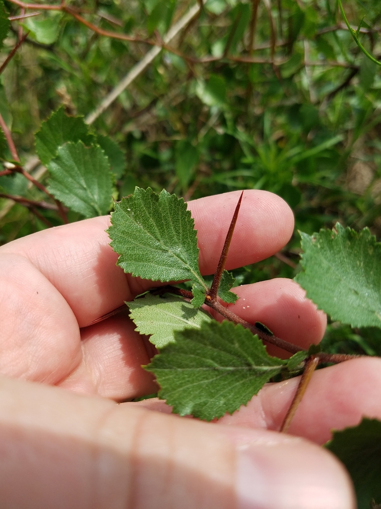 Thorn in June in Emanuel County, Georgia