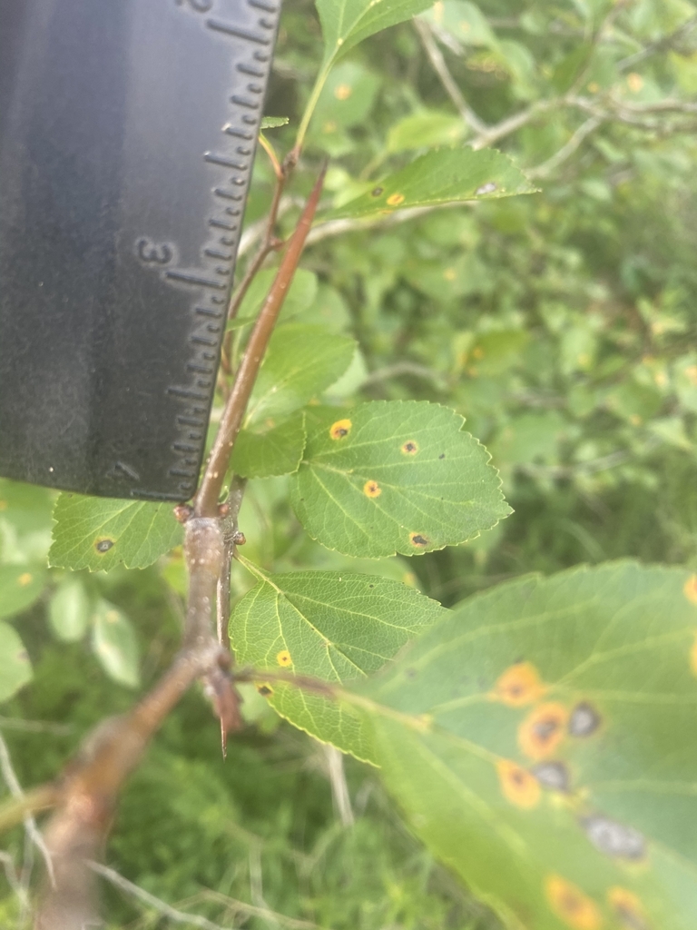 Thorn in May in Cypress, Texas