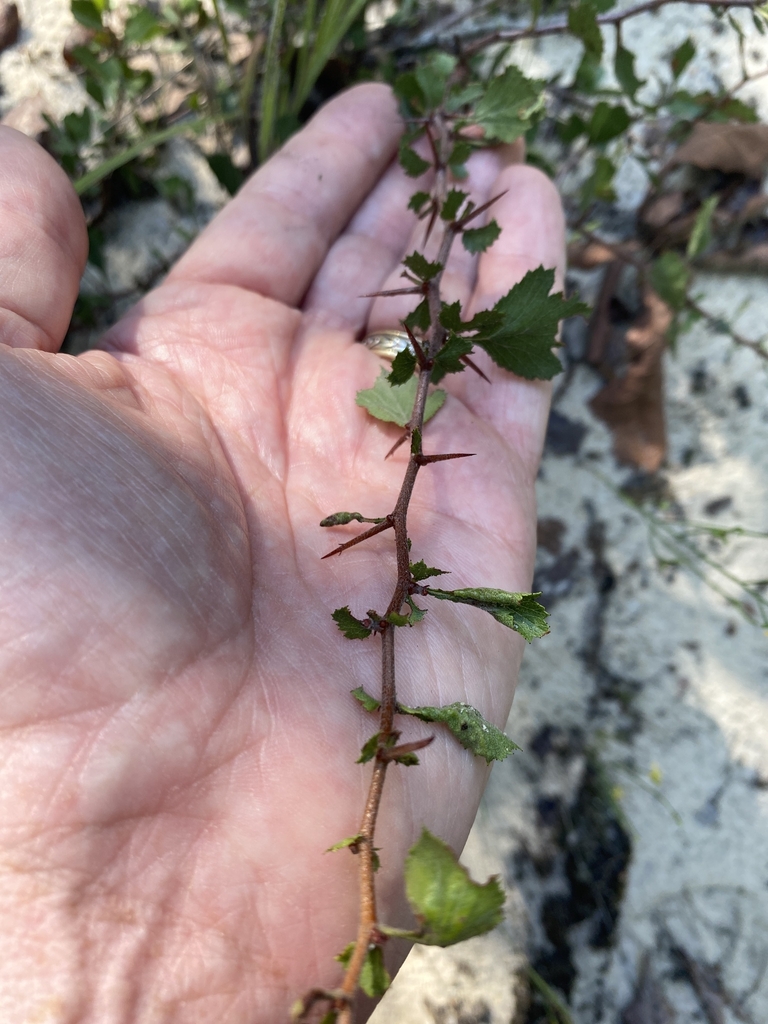 Stem, Thorns & Leaves in July