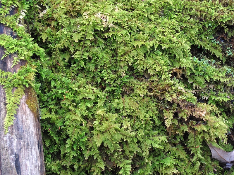 Fern-like moss covering the ground.