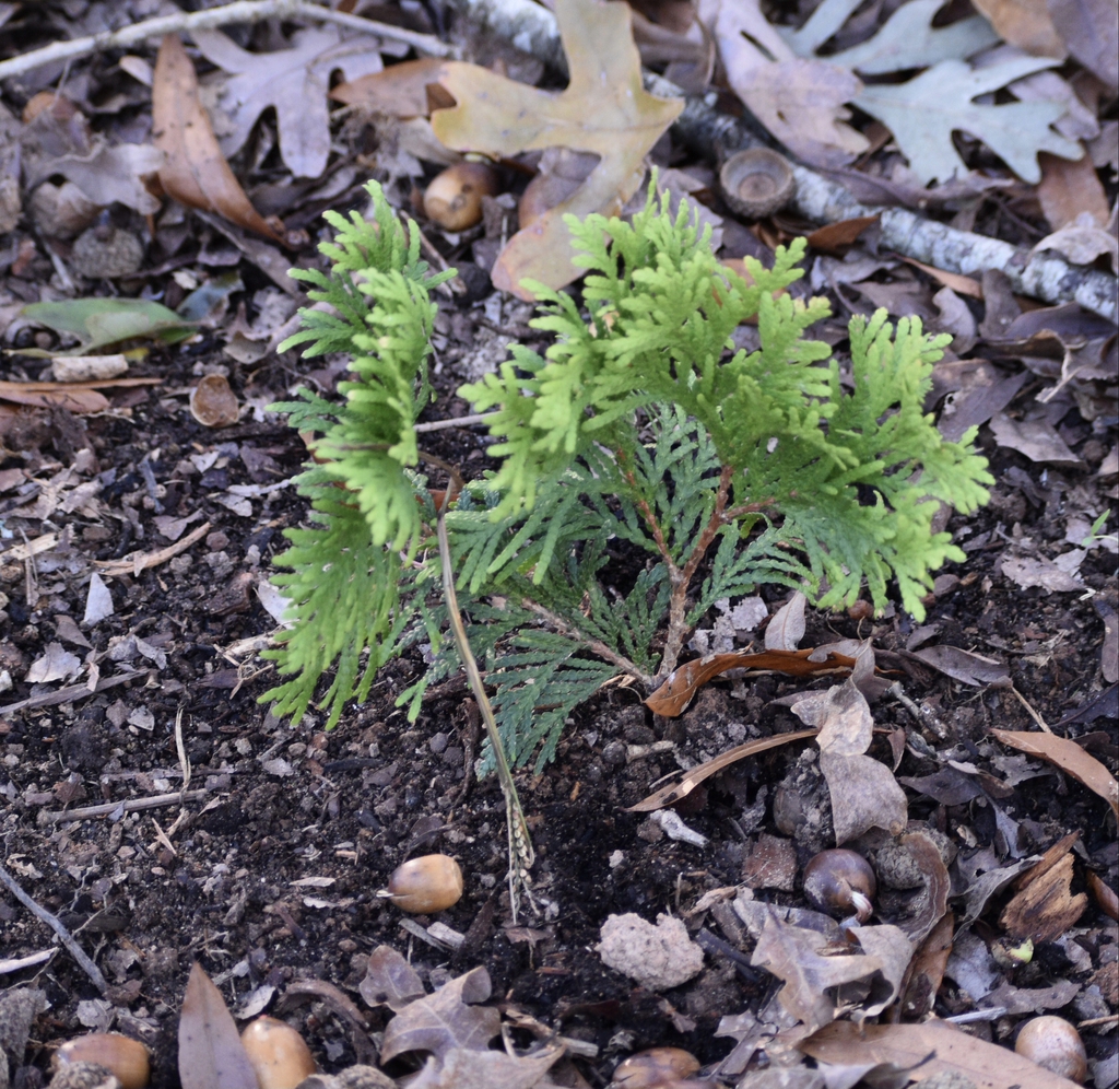 Thuja occidentalis