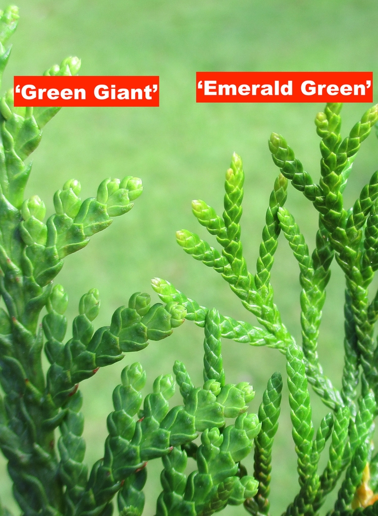 The larger scale leave of Green Giant vs smaller Emerald Green