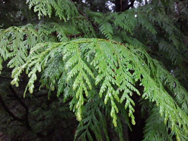 Leaves