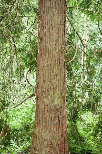 Bark