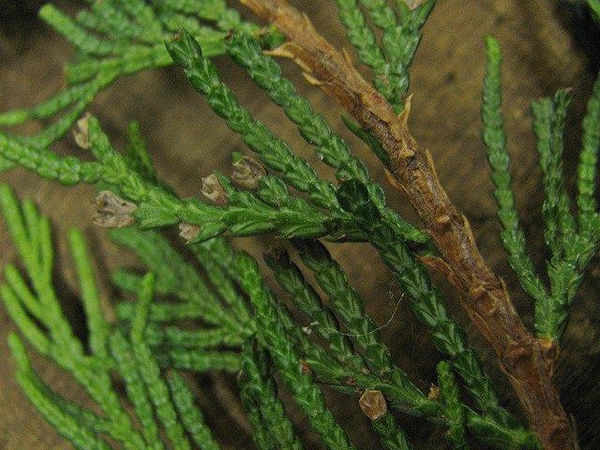 Leaf detail