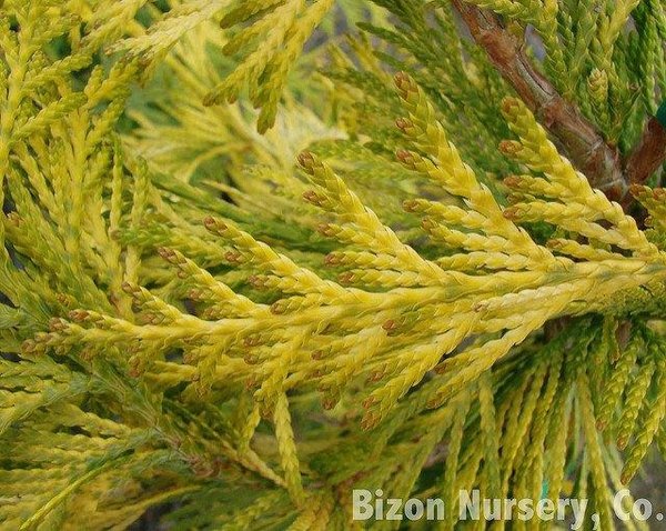 Thuja plicata