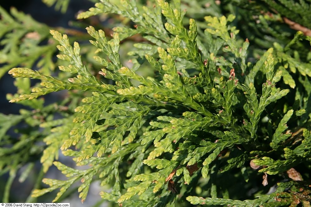 Thuja