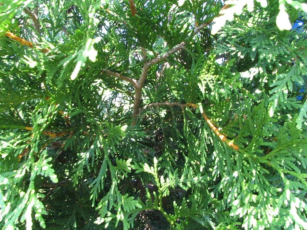 Thuja 'Green Giant'