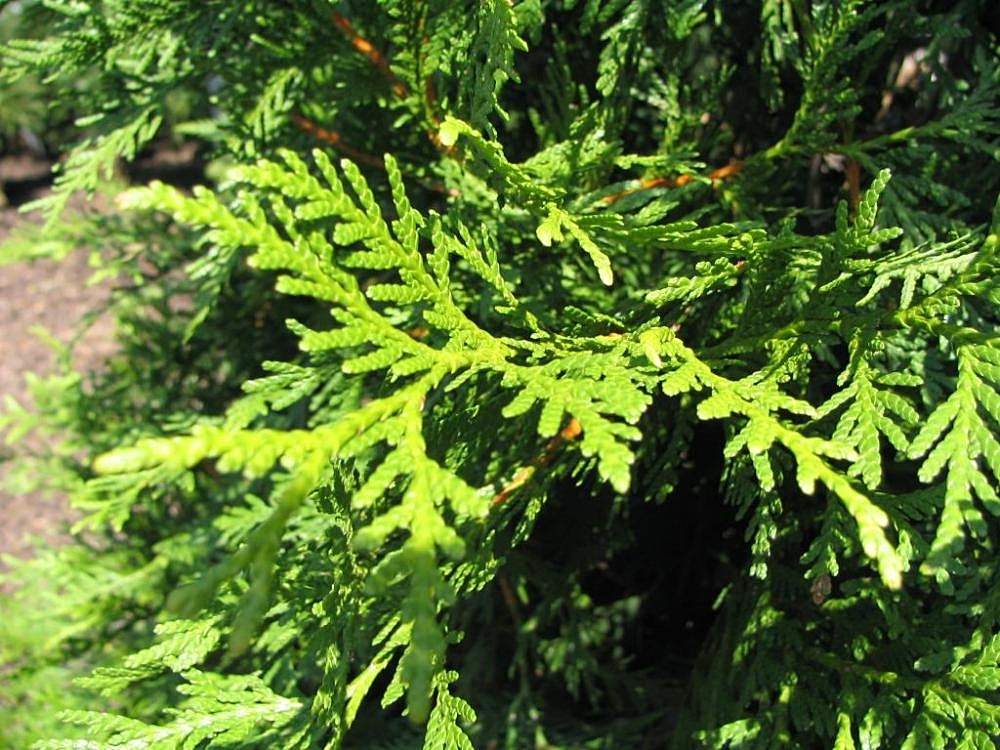 Leaf closeup
