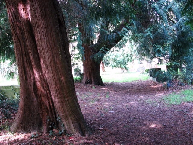Thuja