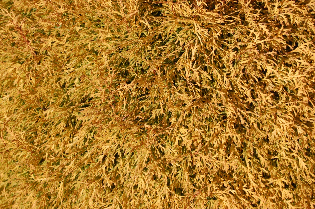 Thuja occidentalis 'Rheingold'