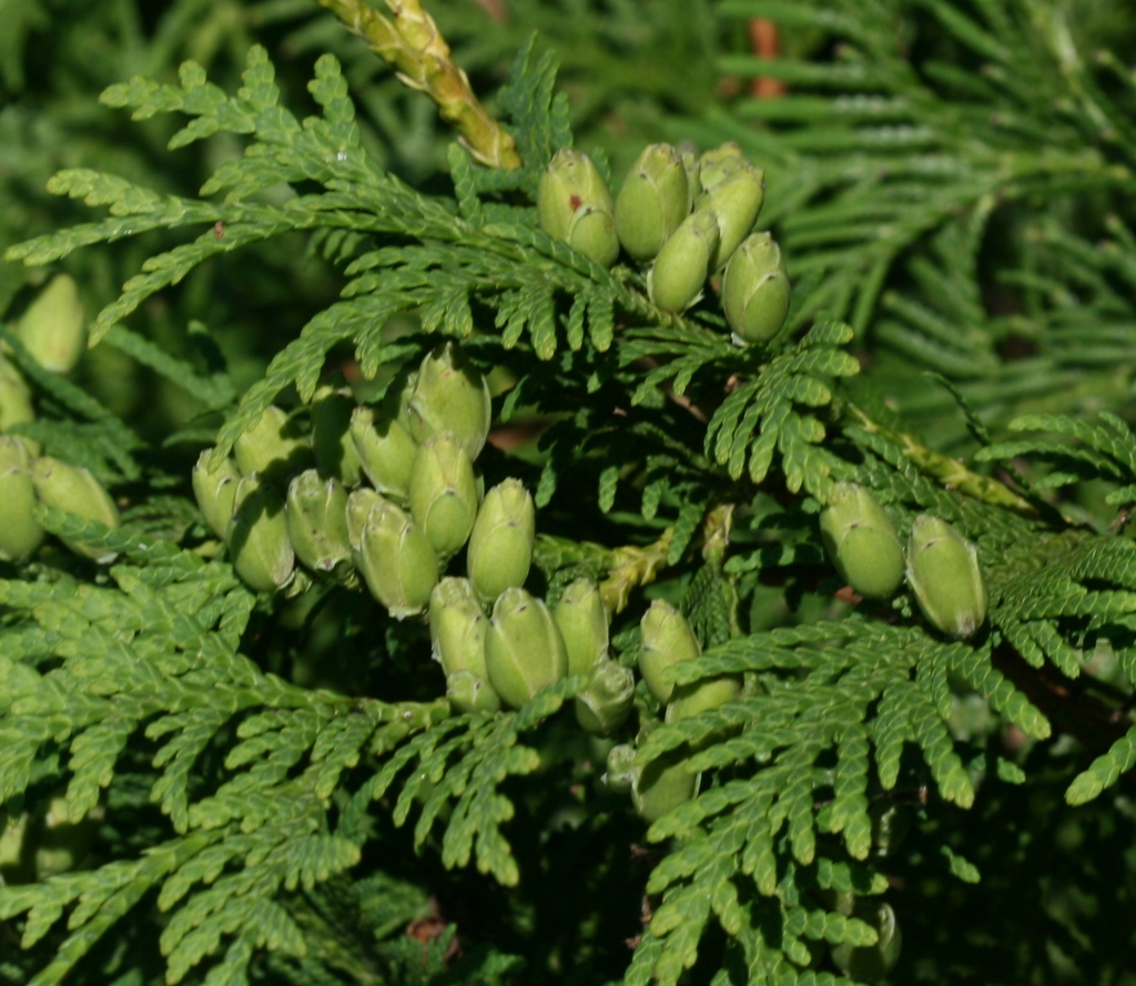 Thuja