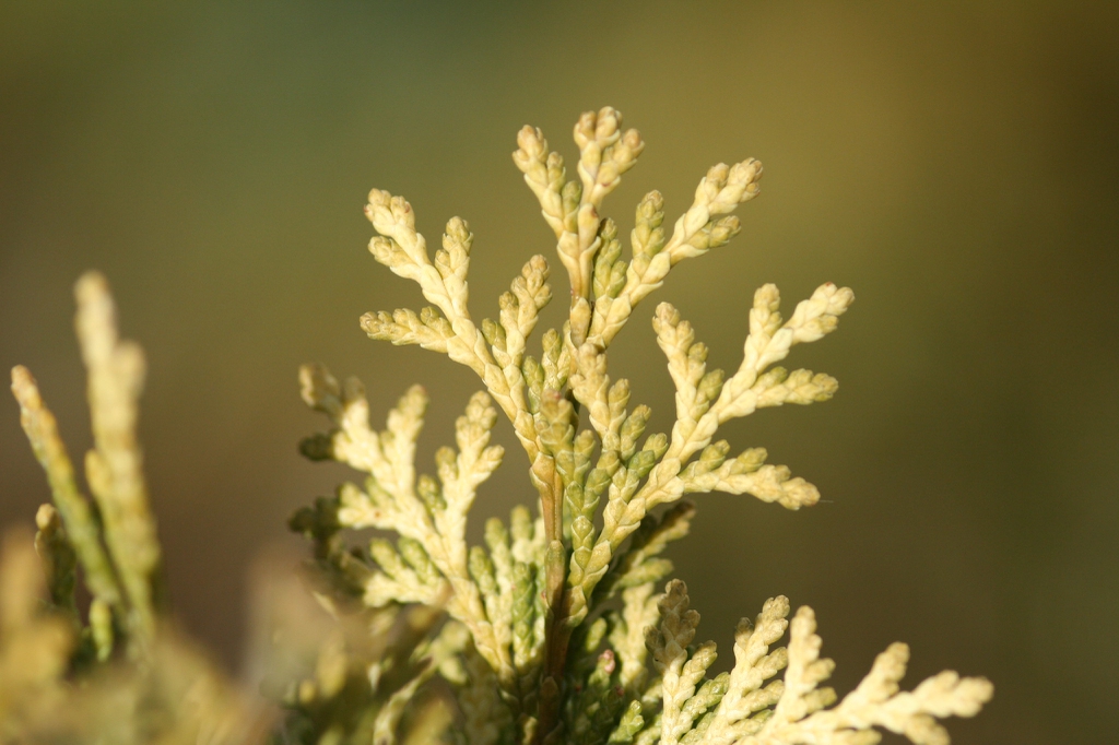 Thuja