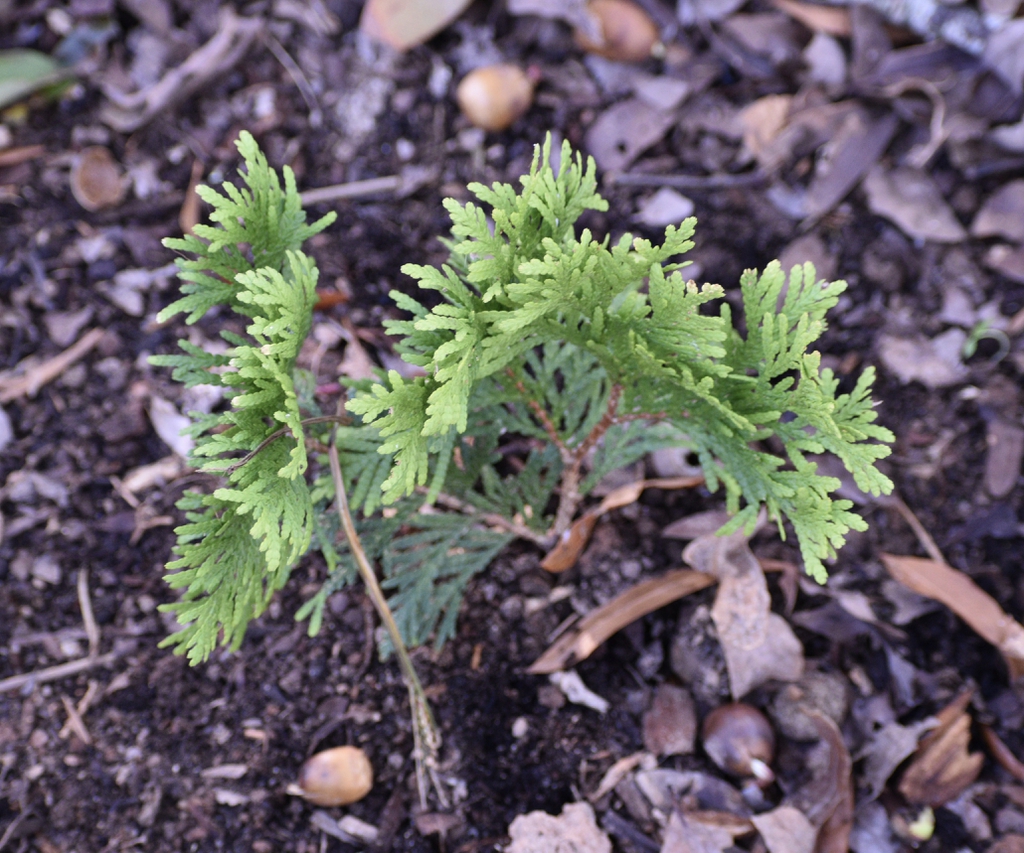Thuja occidentalis