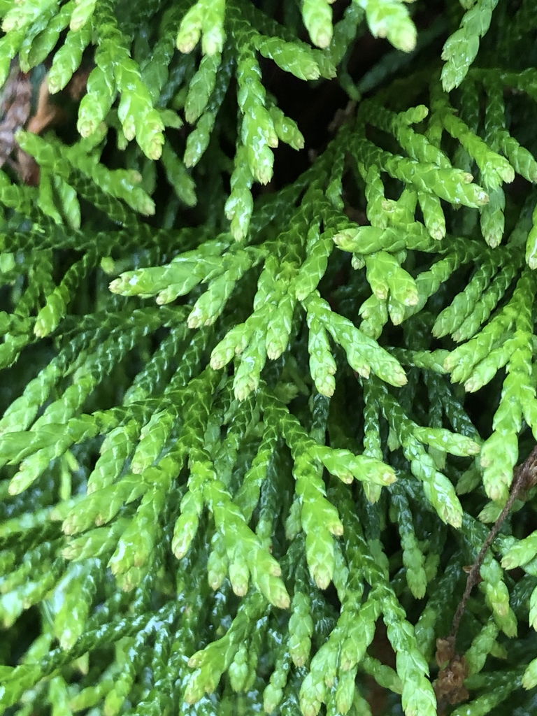 Thuja occidentalis