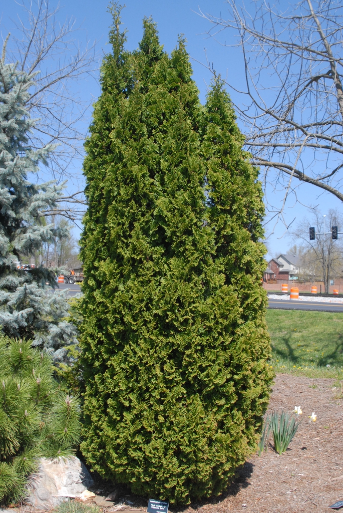 Thuja occidentalis