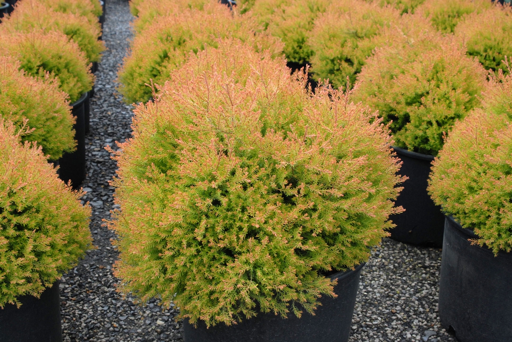 Thuja occidentalis