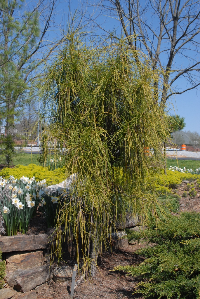 Thuja occidentalis Filiformis fm 041514 BGSO FV